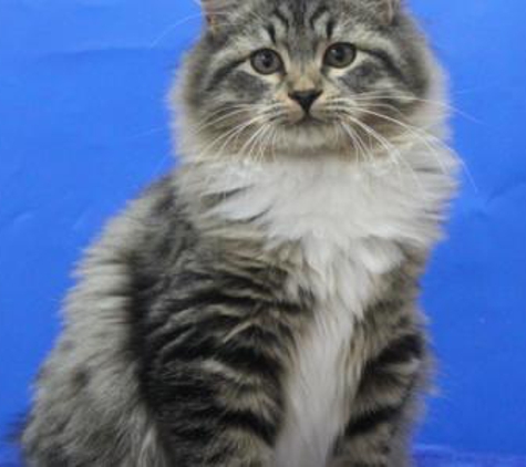 Heart of Gold Siberian Cattery - Cumming, GA