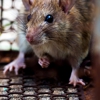 Dynamic Pest Services gallery