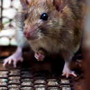 Dynamic Pest Services - Pest Control Equipment & Supplies