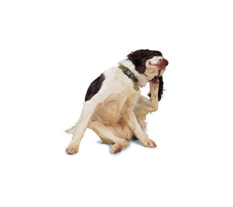Glenvale Veterinary Clinic
