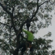 Lodema Tree Service