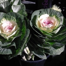 Stems Market - Florists