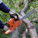 Liberty Tree Service - Tree Service