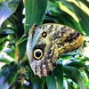 Academy of Natural Sciences of Drexel University gallery