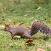 All in One Pest Control Inc gallery