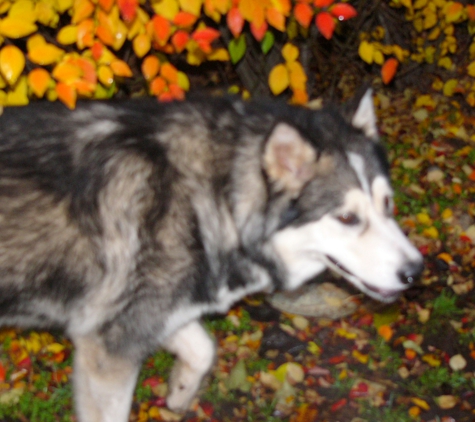 Animal Daycare & Boarding - Anchorage, AK