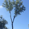 Elite Arborist Tree Service. gallery