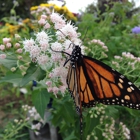 Bloomer's Garden Center