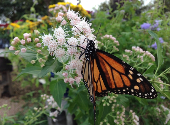 Bloomer's Garden Center - Elgin, TX