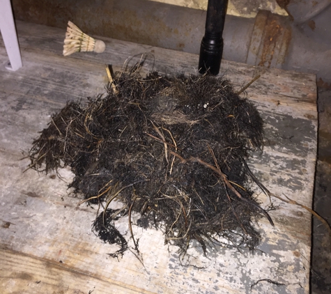 Drain Solutions Plus. TREE ROOTS PULLED OUT OF A SEWER PIPE!