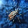 Bigfoot Pest Management gallery