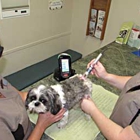 Acupet Veterinary Care