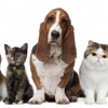Your Family's Friend Pet Sitting Services gallery