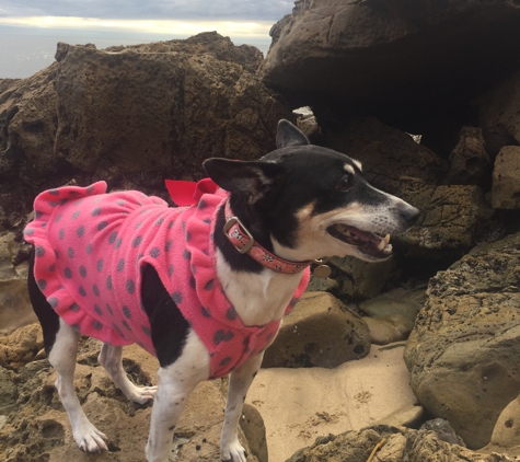 Back Bay Veterinary Hospital - Newport Beach, CA. Loving Life!.......Thank you Dr. Fanous!!! My review is 4 paws WAY up !!! Love, Sophie����