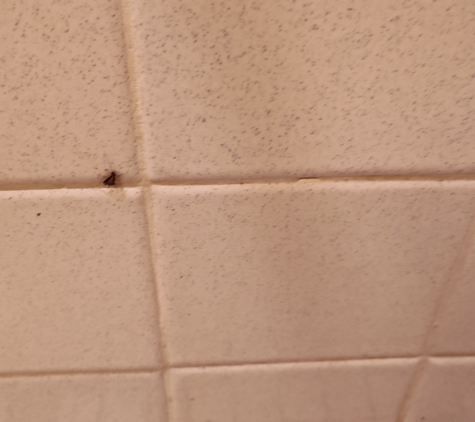 Pontoon Plaza Apartments - Granite City, IL. Roaches everywhere