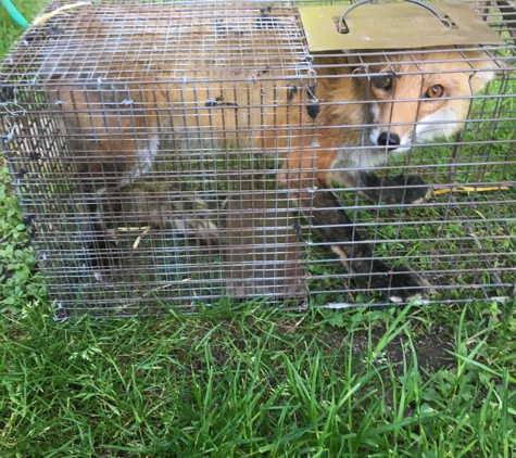 Nocturnal Wildlife Control LLC - Oswego, NY. Emergency call for red fox in dog house