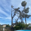 Mayan Climber Tree Service Inc.