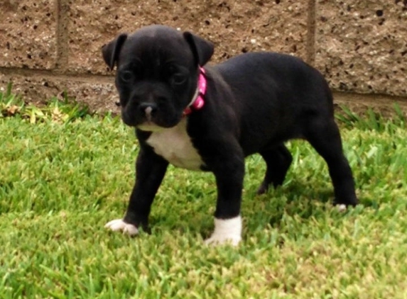 PetSmart - Fountain Valley, CA