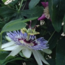 Ambiance Garden Design - Landscape Designers & Consultants
