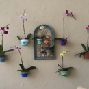 Paradise Plants - Plants-Interior Design & Maintenance