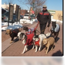 Team Pit-a-Full Dog Training & Rehabilitation - Pet Services
