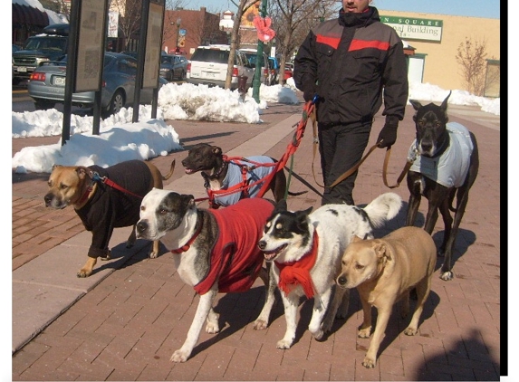 Team Pit-a-Full Dog Training & Rehabilitation - Denver, CO