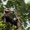 Tree Service Corp gallery