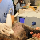 VCA Orange Animal Hospital - Veterinary Clinics & Hospitals