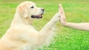 Canine Behavior Center Inc - Pet Sitting & Exercising Services