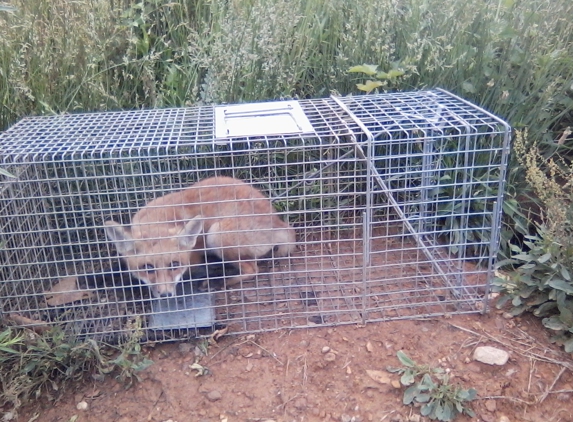 Wildlife Control - Clear Spring, MD