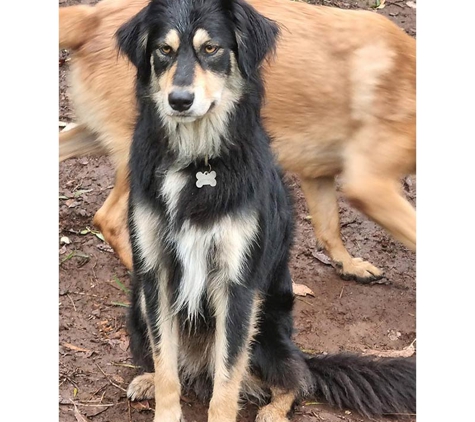 A Pet's Life - Toolijooa, NSW