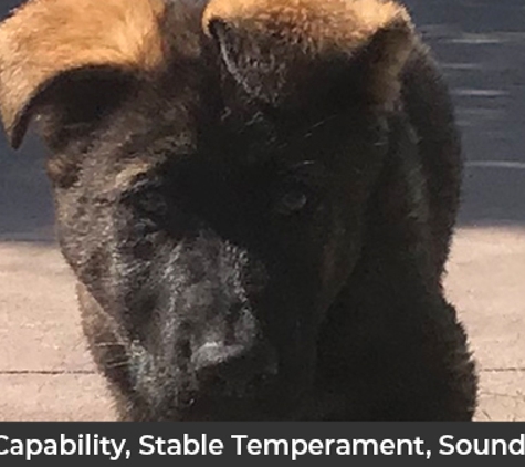 VomSirius Working Dogs - Mount Tarampa, QLD. Working Capability, Stable Temperament, Sound Structure
