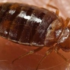 Beverly's Bed Bugs Extermination Services