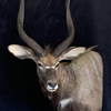 Simon's Taxidermy gallery