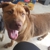 VCA Becker Animal Hospital and Pet Resort - Veterinarians