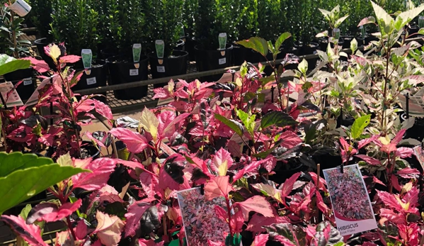 Rosemount Nursery - Rosemount, QLD