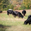 Lazy Creek Farms gallery