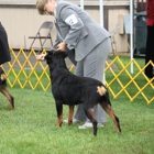 K9Kapers Dog Training