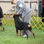K9Kapers Dog Training