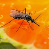 Graduate Pest Solutions Inc gallery