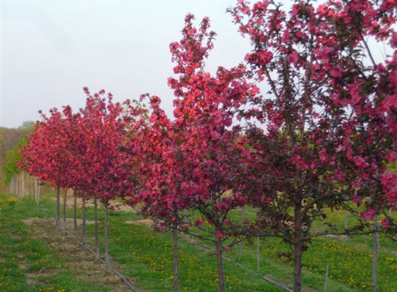 Baldwin Tree Farm - Fenton, MI