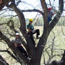 Berkelhammer Tree Experts, Inc. - Stump Removal & Grinding