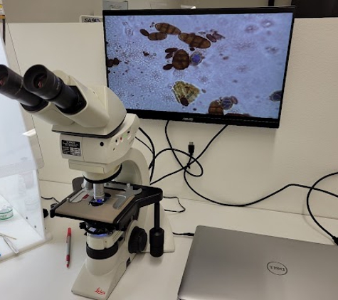 Pinnacle Laboratory - Lawndale, CA. Mold Testing Laboratory