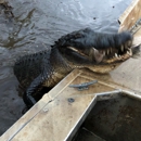 Airboat Tours By Arthur Matherne Inc - Sightseeing Tours