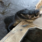 Airboat Tours By Arthur Matherne Inc