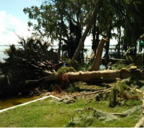 Clearcut Tree Service - Tavares, FL