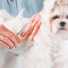 Michelle's Pampered Pets gallery