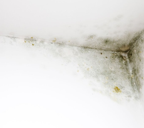 Comprehensive Mold Management - Rochester, NY