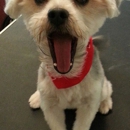 Sqweeky Clean Pet Grooming - Dog & Cat Grooming & Supplies