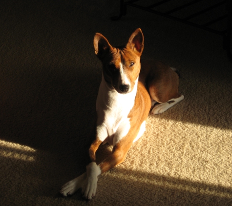 My Home Dog Boarding/Daycare - Indianapolis, IN